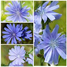 Cichorium Intybus Flower Seeds for Planting – Heirloom, Non-GMO, Compact Growth Organic Garden Seeds