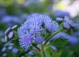Heirloom Ageratum Flower Seeds for Planting – Perfect for Borders, Non-GMO, High Germination Organic Garden Seeds
