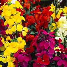 Wallflower Cheiranthus Cheiri Seeds for Planting – Heirloom, Non-GMO, High Germination Garden Seeds