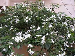 Tabernaemontana Flower Seeds for Planting - Heirloom, Non-GMO, Organic Garden Seeds, High Germination