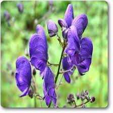 Heirloom Aconitum Flower Seeds for Planting – Hardy Variety, Non-GMO, High Germination Organic Garden Seeds