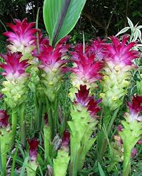 Curcumae Flower Seeds for Planting – Heirloom, Non-GMO, Wildflower Mix Organic Garden Seeds