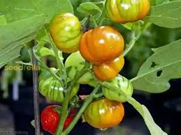 Orange Turkish flower seeds for planting - Heirloom & Non-GMO Garden Seeds