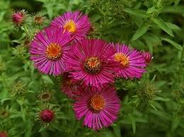 Climbing Aster Flower Seeds for Planting – Sun Loving, Heirloom, Non-GMO, High Germination