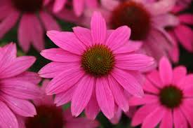 Sonnenhut Flower Seeds for Planting – Heirloom, Non-GMO, Cottage Garden Organic Garden Seeds