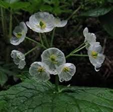 Skeleton Flower Seeds for Planting - Seasonal Bloomer, Heirloom, Non-GMO, High Germination Organic Garden Seeds