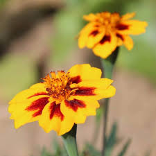 Tangerine Gem Flower Seeds for Planting – Heirloom, Non-GMO, High Germination Organic Garden Seeds