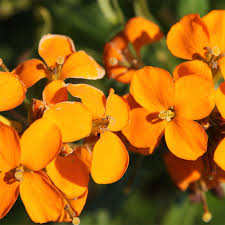 Orange Wallflower Seeds for Planting – Heirloom, Non-GMO, Organic Garden Seeds with High Germination Rate