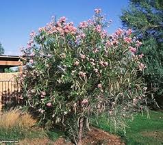 Chilopsis Flower Seeds for Planting - Heirloom, Non-GMO, High Germination Organic Garden Seeds