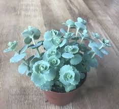 Stonecrop Flower Seeds for Planting – Heirloom, Non-GMO, Seasonal Organic Garden Seeds