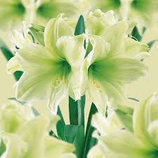 Pale Green Amaryllis Flower Seeds – Heirloom, Non-GMO, High Germination Organic Garden Seeds