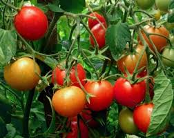 Tomato Vegetable Seeds for Planting – Heirloom Non-GMO, Brown & Yellow Combo, High Germination Organic Garden Seeds