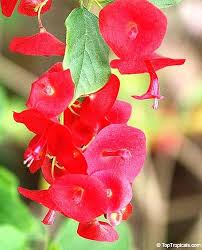 Heirloom Holmskioldia Flower Seeds – Non-GMO, High Germination Organic Garden Seeds