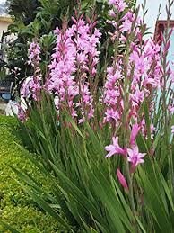 Watsonia Borbonica Flower Seeds for Planting – Wildflower Mix Heirloom Non-GMO High Germination Organic Garden Seeds