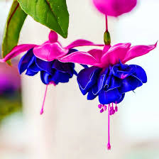 Fuchsia Blue Purple Flower Seeds for Planting – Heirloom, Non-GMO, High Germination Organic Garden Seeds, Perfect for Borders