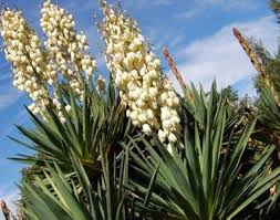 Yucca Thompsoniana Flower Seeds for Planting – Bright Blooms, Heirloom & Non-GMO Seeds