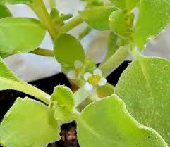 Flower Seeds, Seeds,Seeds For Planting,Plant Seeds