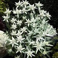Heirloom Edelweiss Flower Seeds – Non-GMO, High Germination Organic Garden Seeds