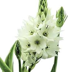 Ornithogalum Saundersiae Flower Seeds for Planting – Heirloom, Non-GMO, Low Maintenance Organic Garden Seeds