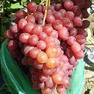 Dark Pink Mini Grape fruit seeds for planting - Heirloom & Non-GMO Garden seeds