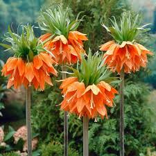 Fritillaria Imperialis Flower Seeds for Planting – Heirloom, Non-GMO, High Germination Organic Garden Seeds