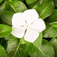 Heirloom Vinca Flower Seeds for Planting – Non-GMO, High Germination Organic Garden Seeds