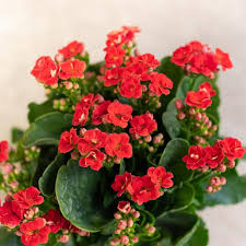 Kalanchoe Flower Seeds for Planting – Perfect for Borders, Heirloom & Non-GMO Seeds