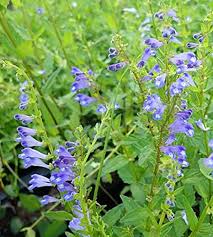 Heirloom Scutellaria Flower Seeds – Non-GMO, High Germination Organic Garden Seeds