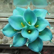 Sky Blue Calla Flower Seeds for Planting | Shade Tolerant Heirloom Non-GMO Organic Garden Seeds