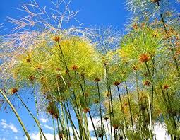 Heirloom Papyrus Flower Seeds for Planting | Non-GMO, High Germination, Organic Garden Seeds