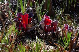 Heliamphora Seeds for Planting – Pollinator Friendly, Heirloom & Non-GMO