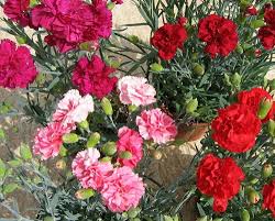 Heirloom Carnation Flower Seeds for Planting – Shade Tolerant, Non-GMO, High Germination Organic Garden Seeds