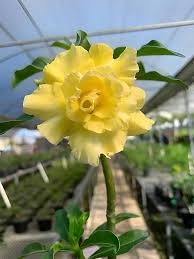 Light Yellow Adenium Obesum Flower Seeds – Non-GMO, High Germination Heirloom Organic Garden Seeds