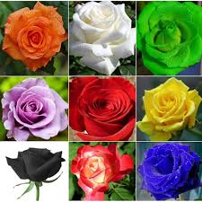 Color Rose Seeds Flower Seeds for Planting – Heirloom, Non-GMO, High Germination Organic Garden Seeds
