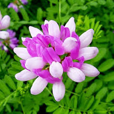 Astragalus Sinicus Flower Seeds for Planting – Vibrant Colors, Heirloom, Non-GMO, High Germination