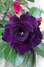 Dark Purple Adenium Obesum Seeds for Planting – Shade Tolerant, Heirloom, Non-GMO Organic Garden Seeds