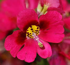 Heirloom Schizanthus Flower Seeds for Planting – Shade Tolerant, Non-GMO, High Germination Organic Garden Seeds