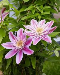 Pink-White Clematis Flower Seeds for Planting – Premium Quality, Heirloom & Non-GMO, High Germination