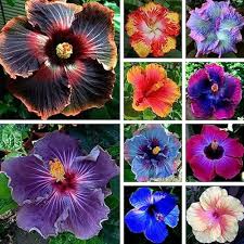 Hibiscus Flower Seeds for Planting – Heirloom, Non-GMO, High Germination Organic Garden Seeds
