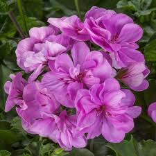 Purple Geranium Flower Seeds for Planting – Heirloom, Non-GMO, Cottage Garden Essential, High Germination