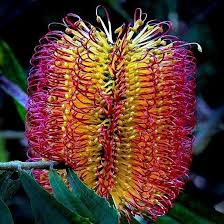 Banksia Flower Seeds for Planting – Drought Tolerant, Heirloom, Non-GMO, High Germination Garden Seeds