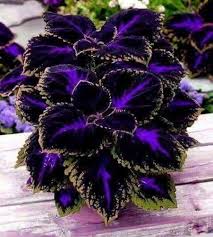Deep Blue Coleus Flower Seeds for Planting | Heirloom Non-GMO High Germination Organic Garden Seeds