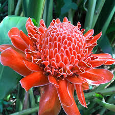 Red Torch Ginger Flower Seeds for Planting – Heirloom, Non-GMO, High Germination Organic Garden Seeds