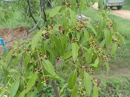 Santalum Album Flower Seeds for Planting – Heirloom, Non-GMO, Low Maintenance, High Germination
