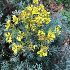 Ruta Flower Seeds for Planting – Premium Quality, Heirloom, Non-GMO & High Germination Organic Garden Seeds