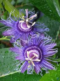 Purple Passiflora Flower Seeds for Planting – Sun Loving, Heirloom, Non-GMO, High Germination