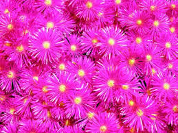 Drosanthemum Hispidum Flower Seeds for Planting – Heirloom, Non-GMO, Wildflower Mix Organic Garden Seeds