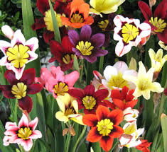 Mixed Sparaxis Flower Seeds for Planting – Heirloom, Non-GMO, Bright Bloom Organic Garden Seeds