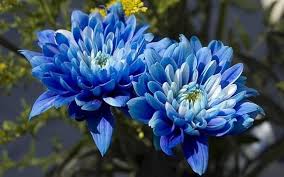 Blue White Chrysanthemum Flower Seeds for Planting – Heirloom, Non-GMO, High Germination Organic Garden Seeds