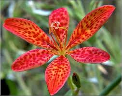 Belamcanda Flower Seeds for Planting – Heirloom, Non-GMO, Hardy Variety Organic Garden Seeds